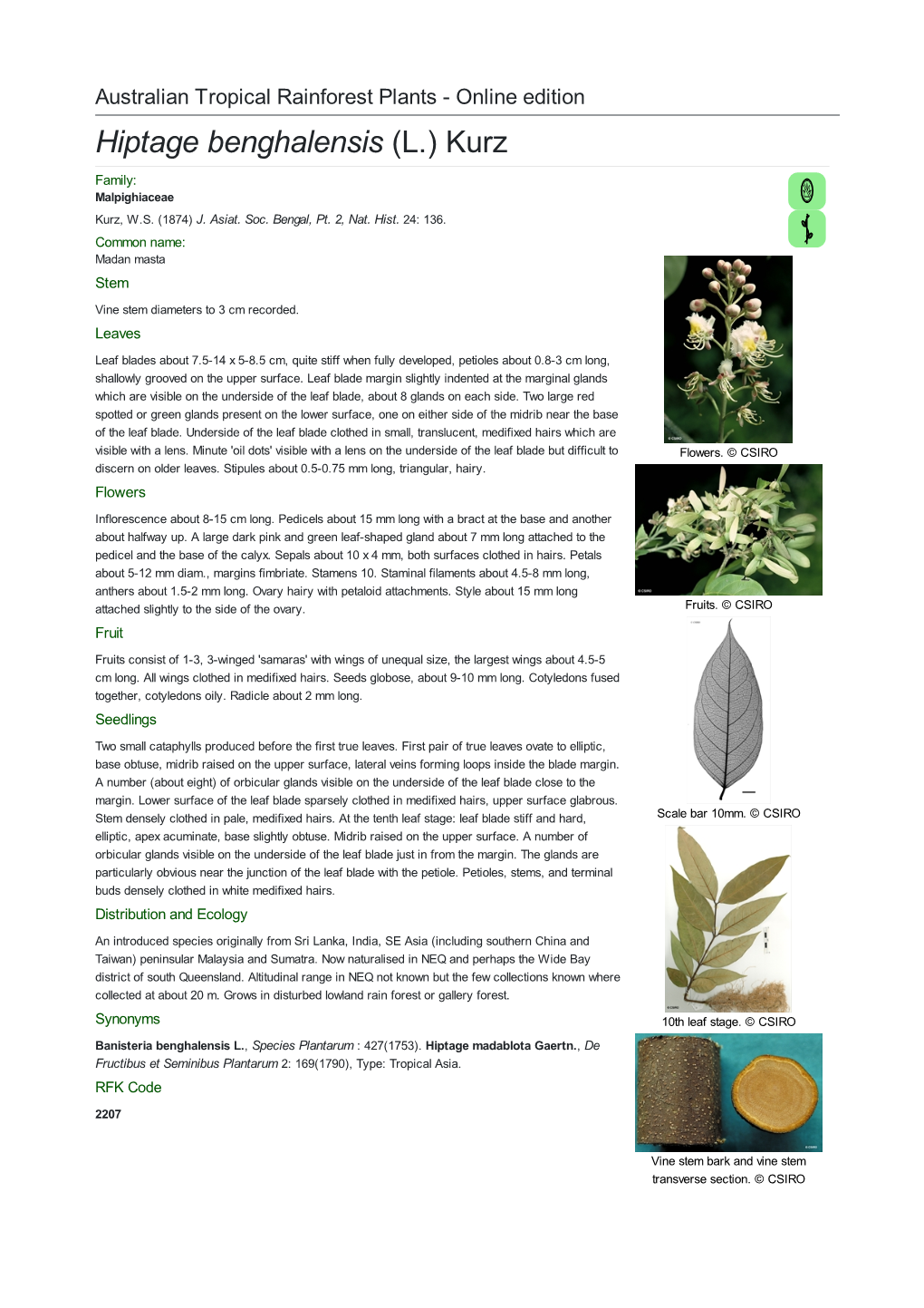 Hiptage Benghalensis (L.) Kurz Family: Malpighiaceae Kurz, W.S