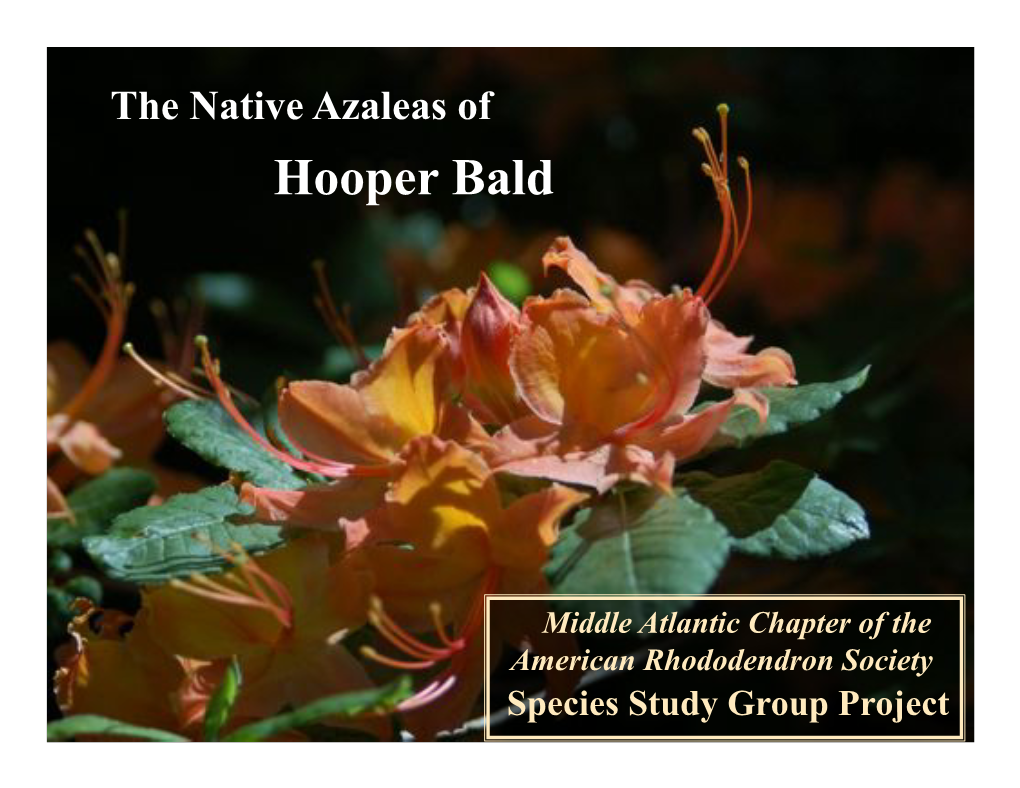 Azaleas of Hooper Bald