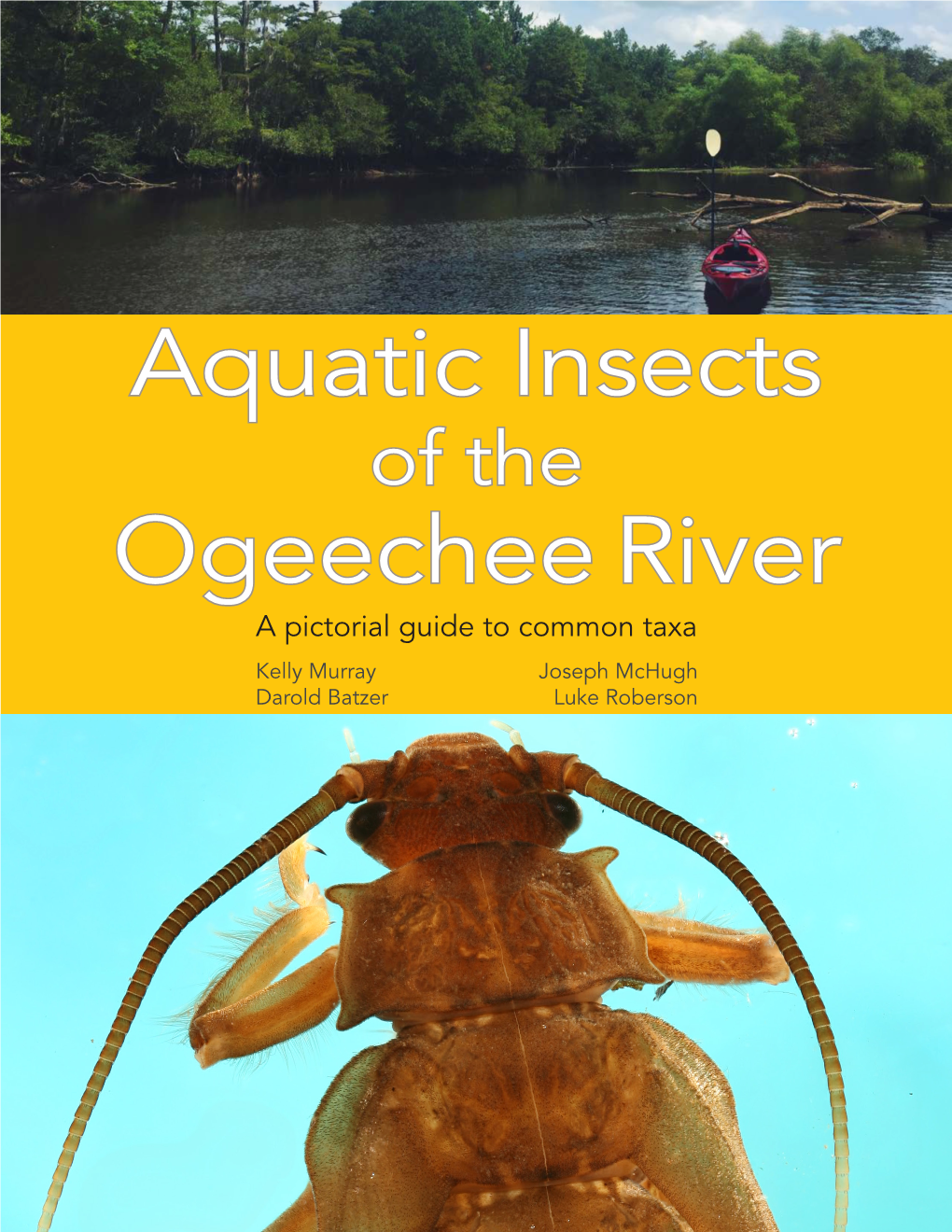 Aquatic Insects Ogeechee River