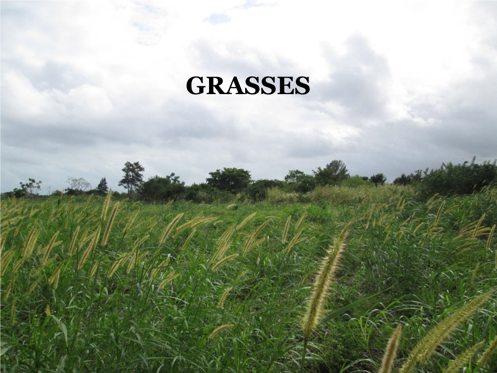 GRASSES Graminoid Learning Curve GRASSES
