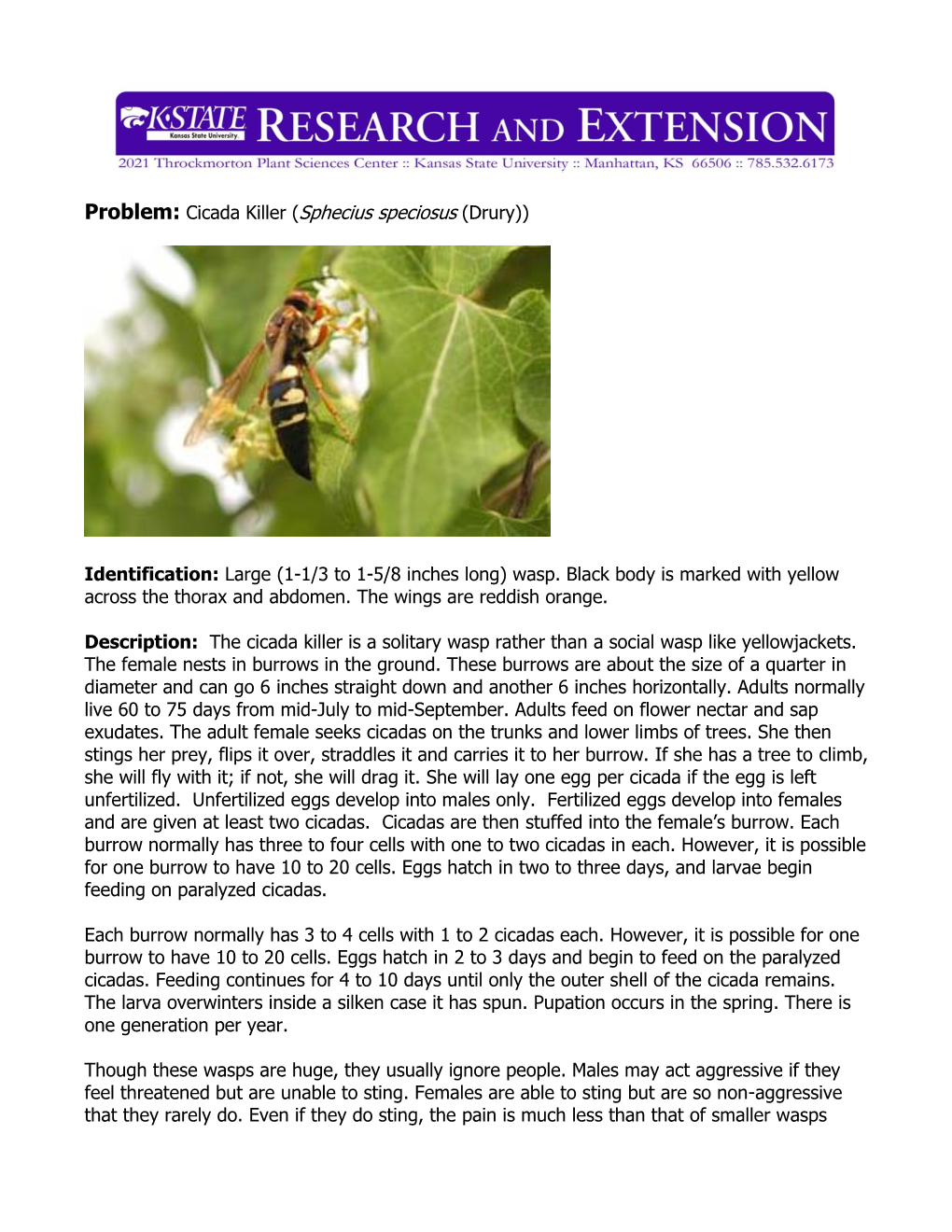 Problem: Cicada Killer (Sphecius Speciosus (Drury))