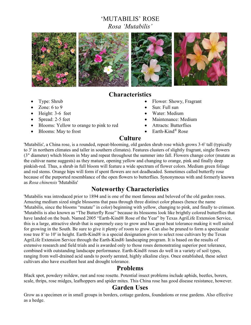 'MUTABILIS' ROSE Rosa 'Mutabilis' Characteristics Culture Noteworthy