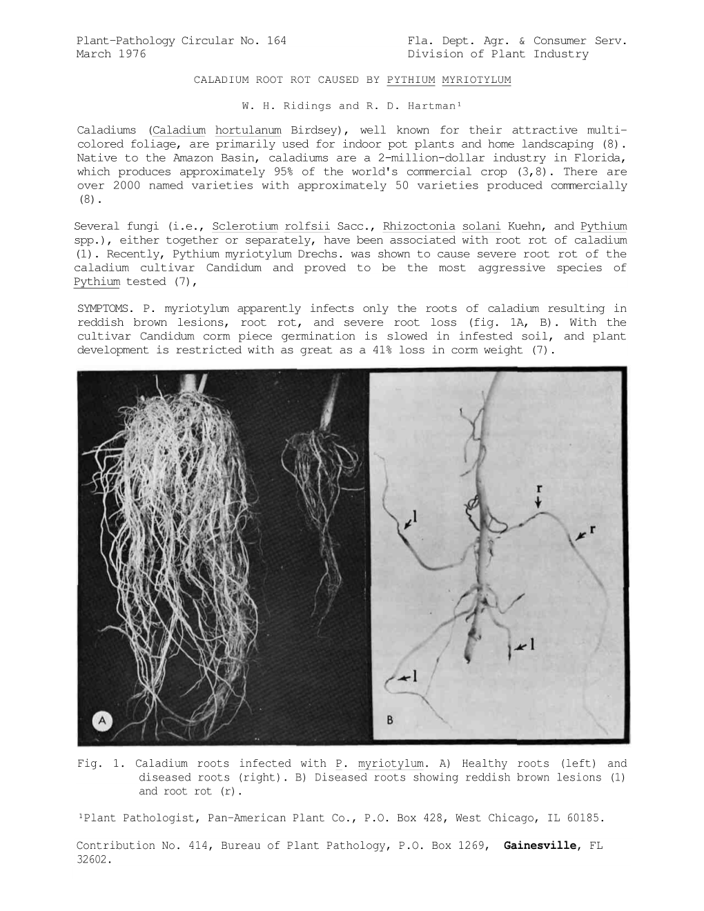 Caladium Root Rot Caused by Pythium Myriotylum