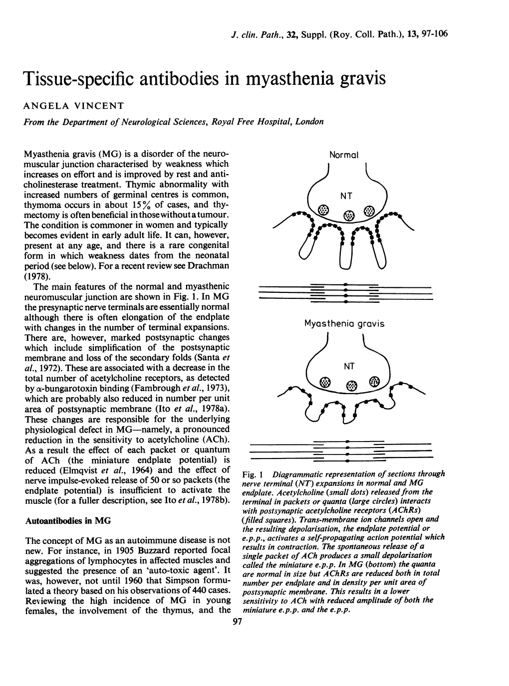 Tissue-Specific Antibodies in Myasthenia Gravis