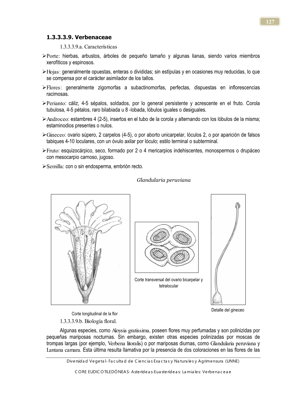 127 1.3.3.3.9. Verbenaceae 1.3.3.3.9.A. Características Porte