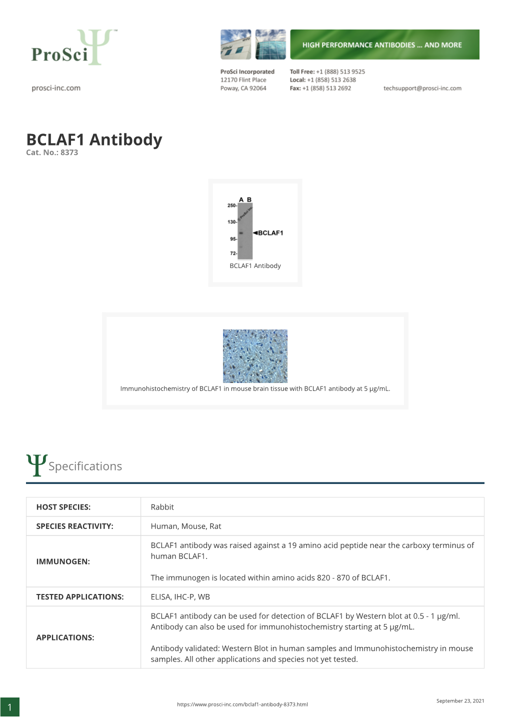 BCLAF1 Antibody Cat