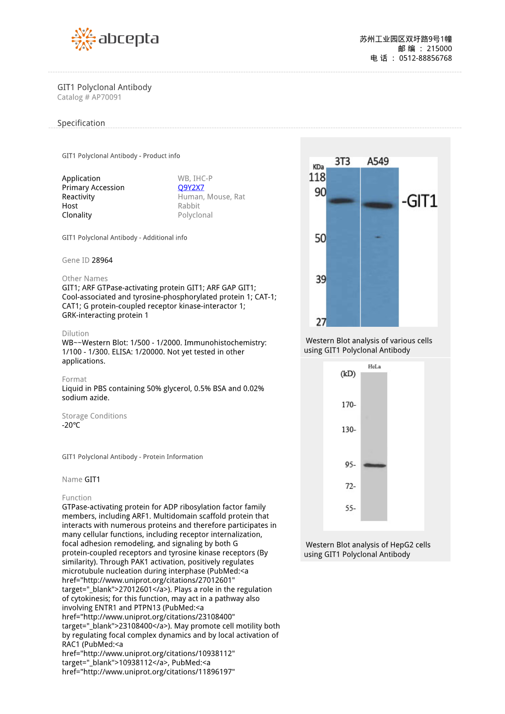 GIT1 Polyclonal Antibody Catalog # AP70091