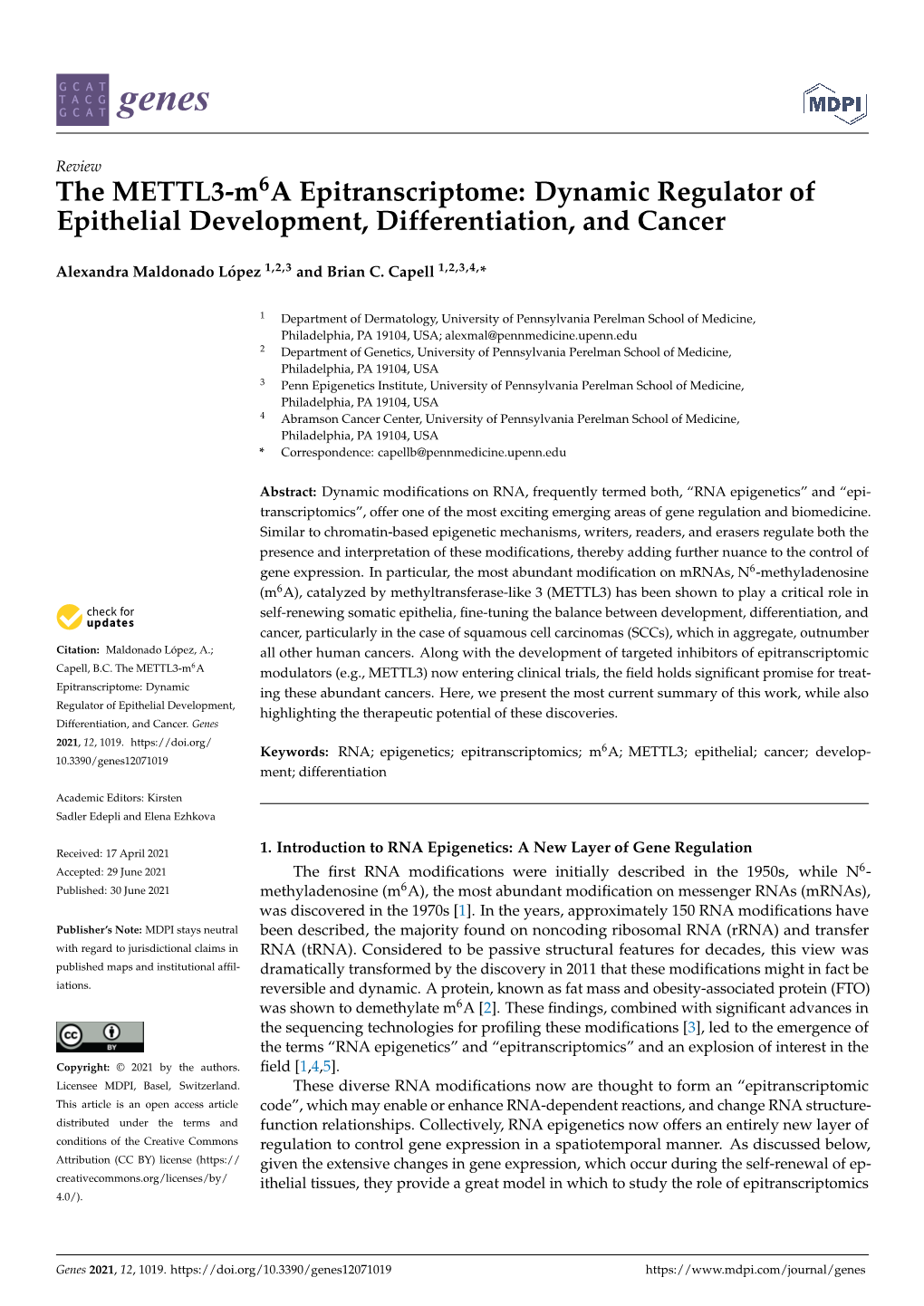 The METTL3-M6a Epitranscriptome: Dynamic Regulator of Epithelial Development, Differentiation, and Cancer