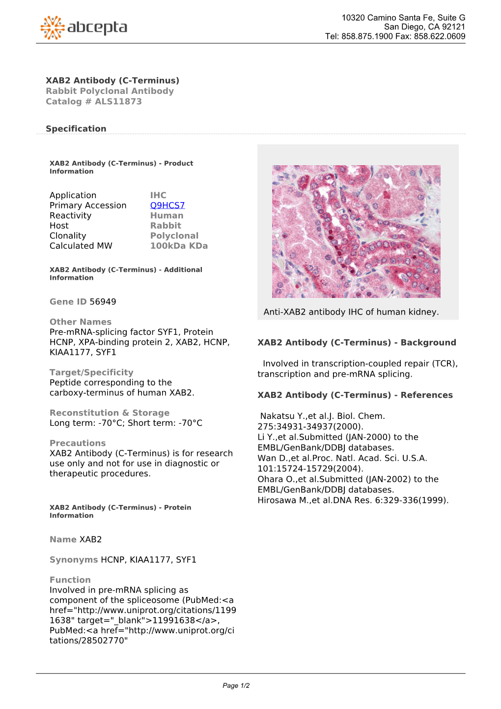 XAB2 Antibody (C-Terminus) Rabbit Polyclonal Antibody Catalog # ALS11873