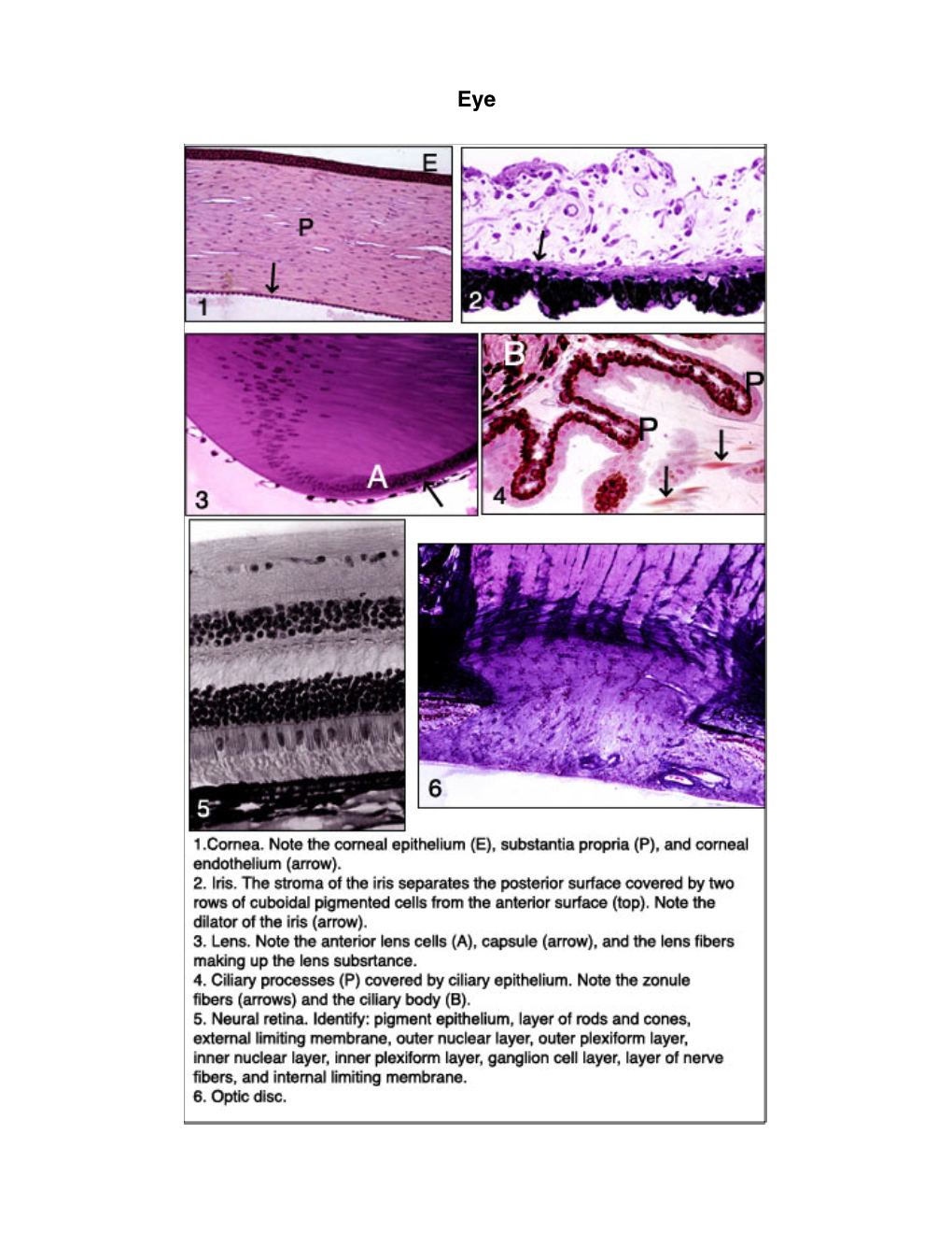 Eye.Pdf (773.0Kb)