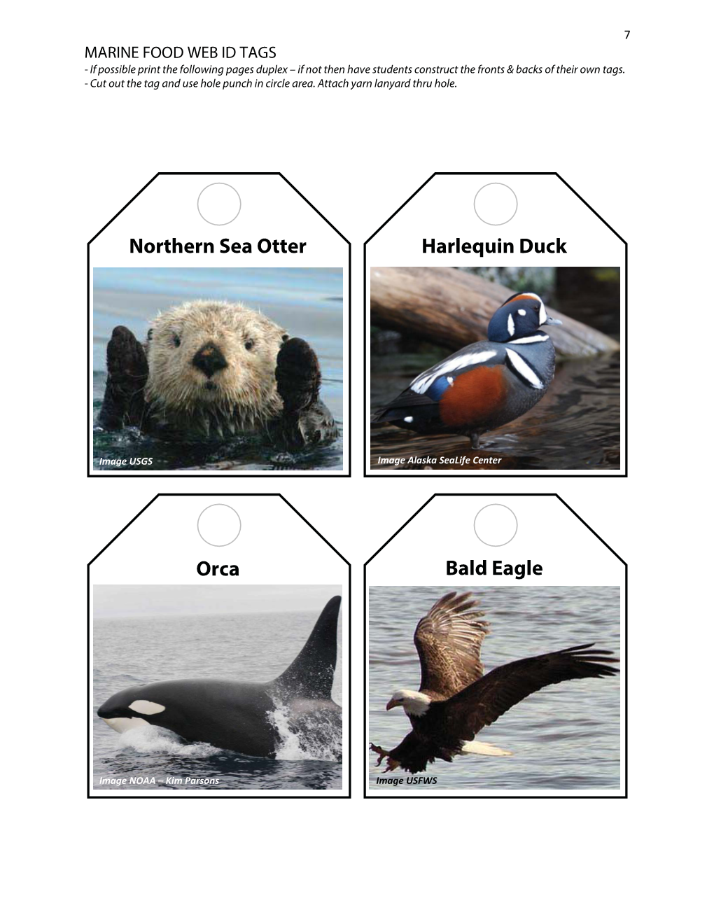 Northern Sea Otter Harlequin Duck Orca Bald Eagle