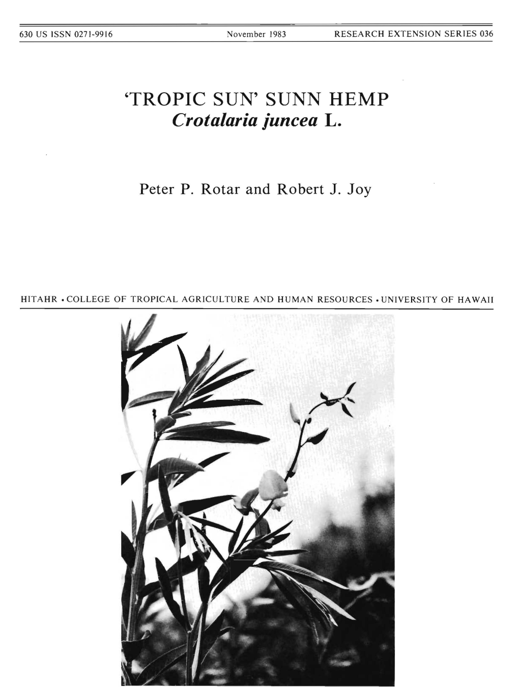 'Tropic Sun' Sunn Hemp, Crotalaria Juncea L