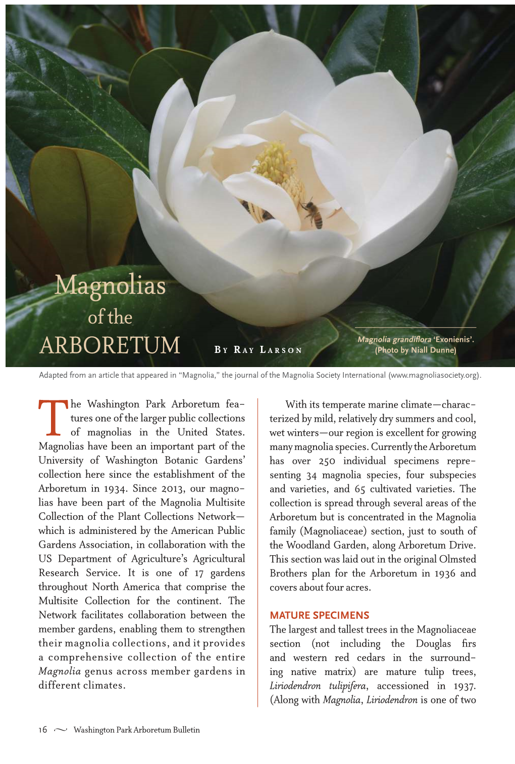 Magnolias of the Magnolia Grandiﬂora ‘Exonienis’