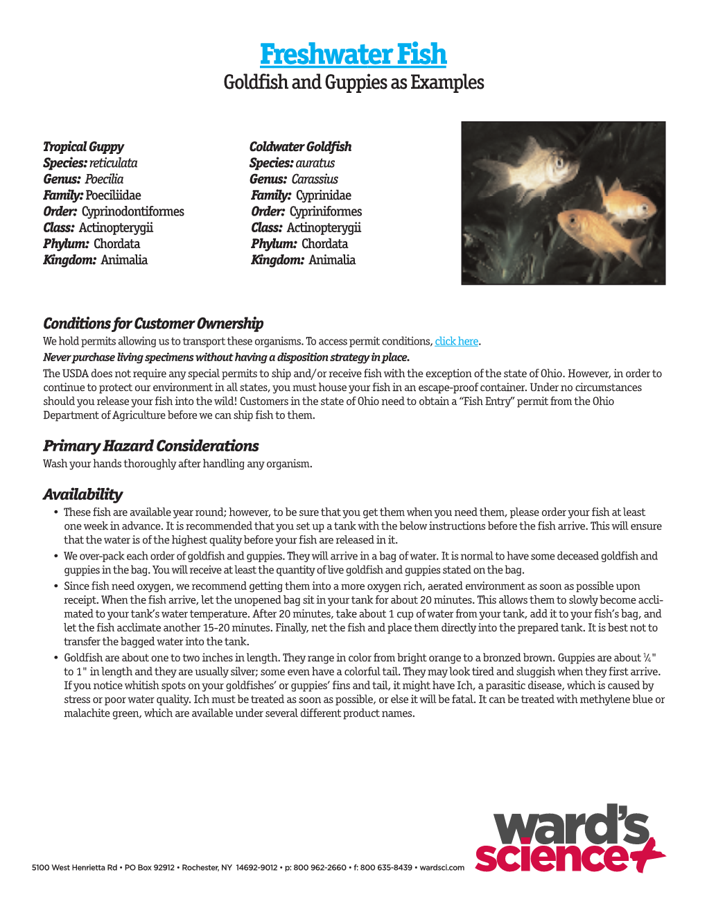 Freshwater Fish Goldfish and Guppies As Examples