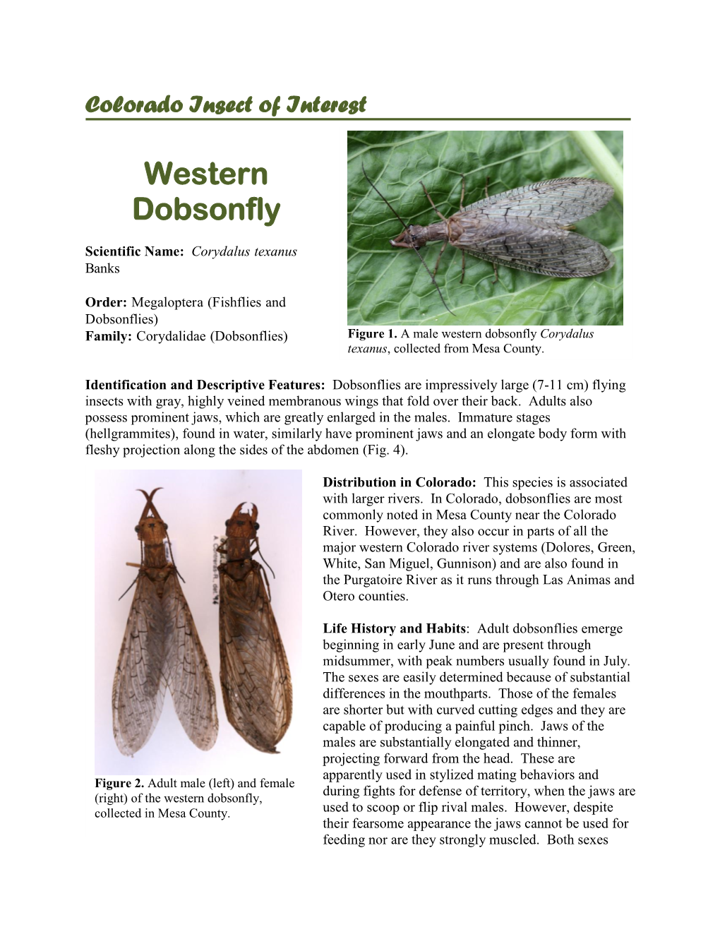 Western Dobsonfly