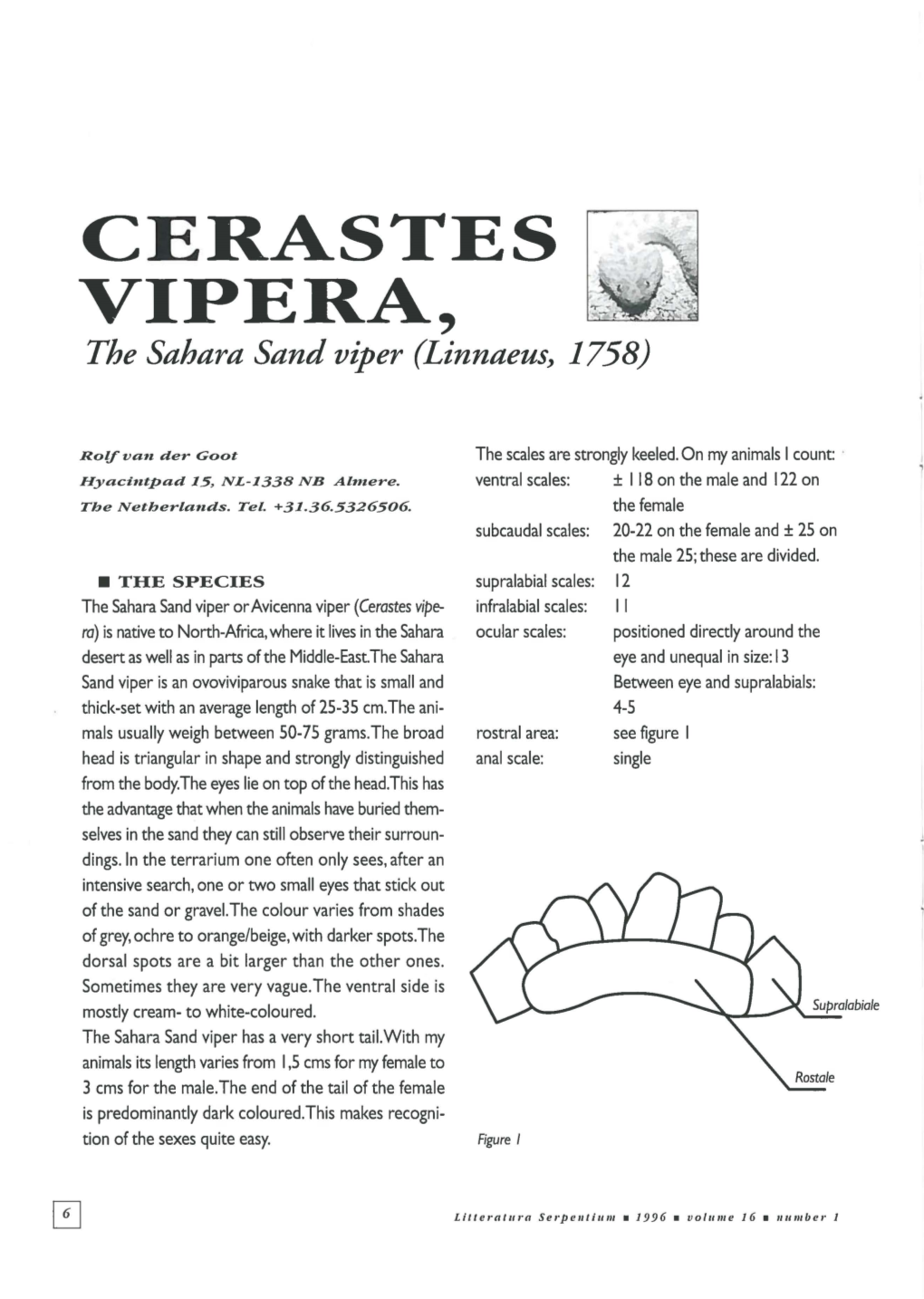 CERASTES VIPERA, the Sahara Sand Viper (Linnaeus, 1758)