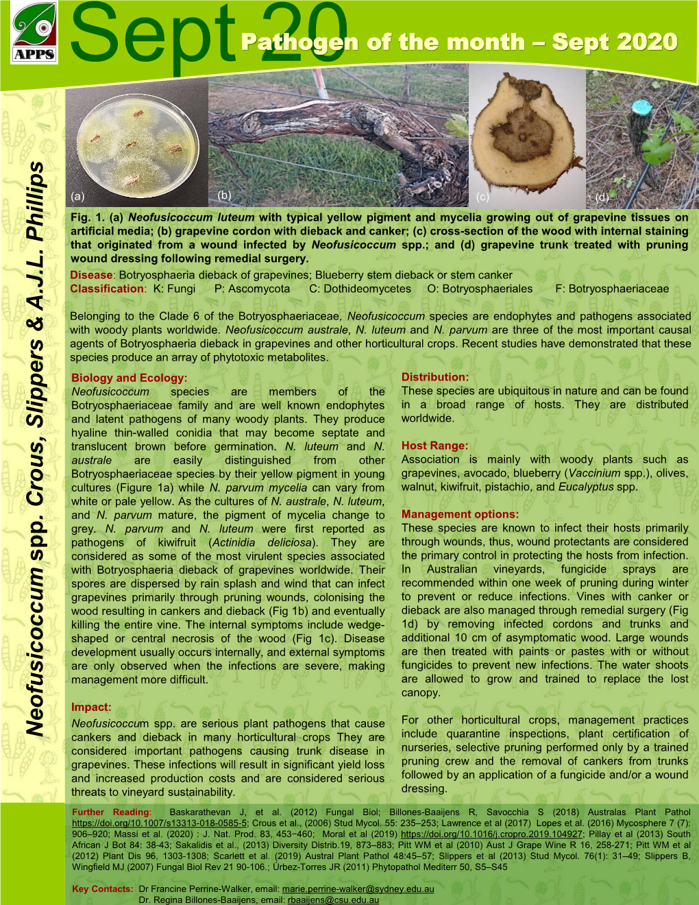 Neofusicoccum Spp . Crous, Slippers & A.J.L. Phillips Pathogen of The