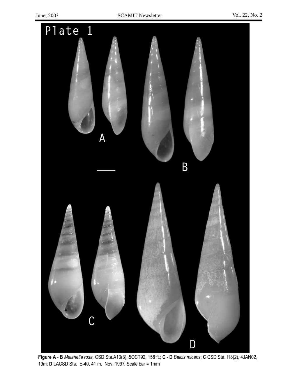 Eulimid SCAMIT Plates