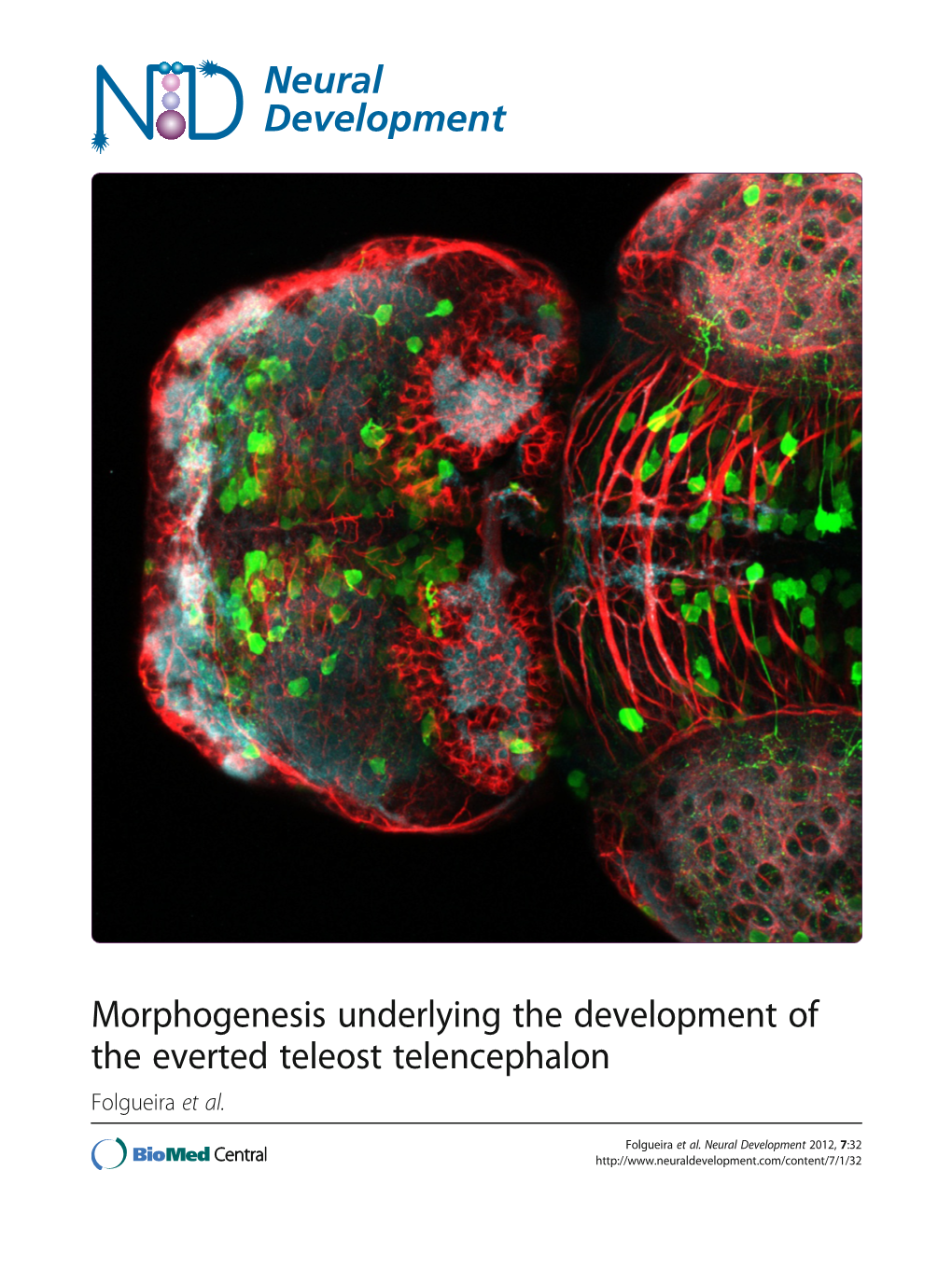 Morphogenesis Underlying the Development of the Everted Teleost Telencephalon Folgueira Et Al