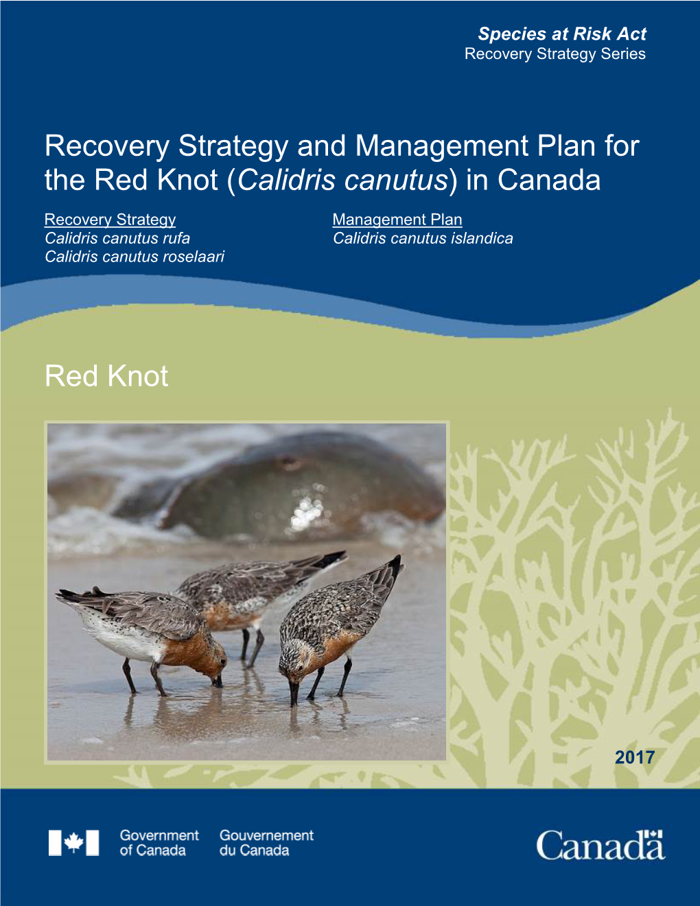 Red Knot (Calidris Canutus) in Canada Recovery Strategy Management Plan Calidris Canutus Rufa Calidris Canutus Islandica Calidris Canutus Roselaari