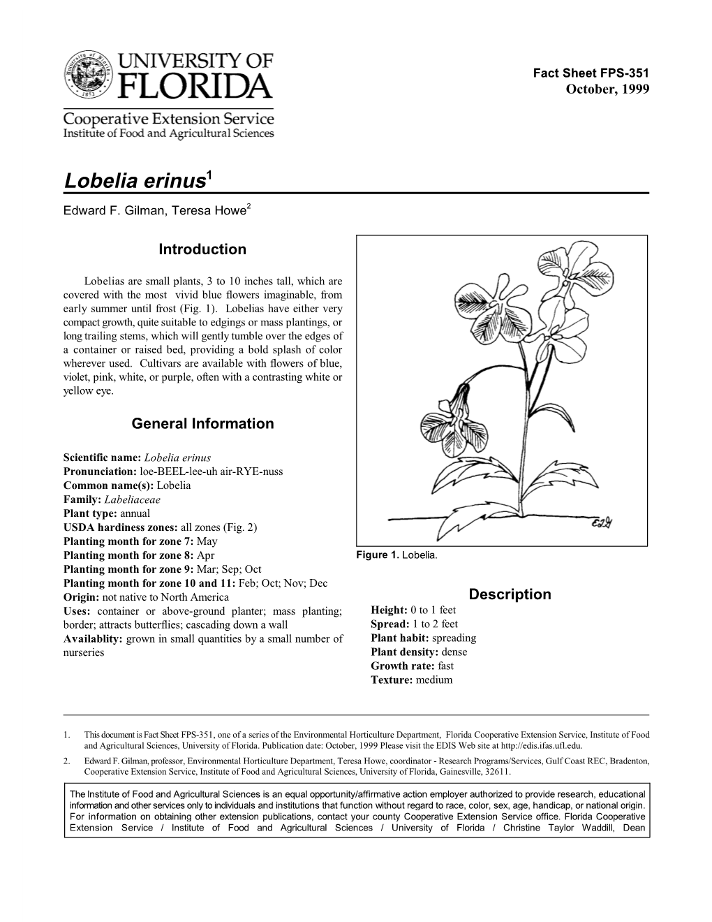 Lobelia Erinus1