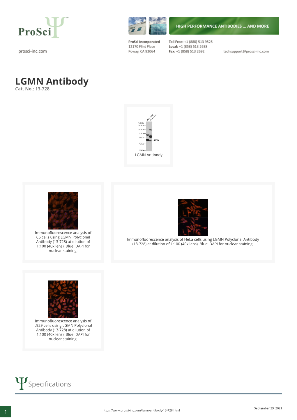 LGMN Antibody Cat