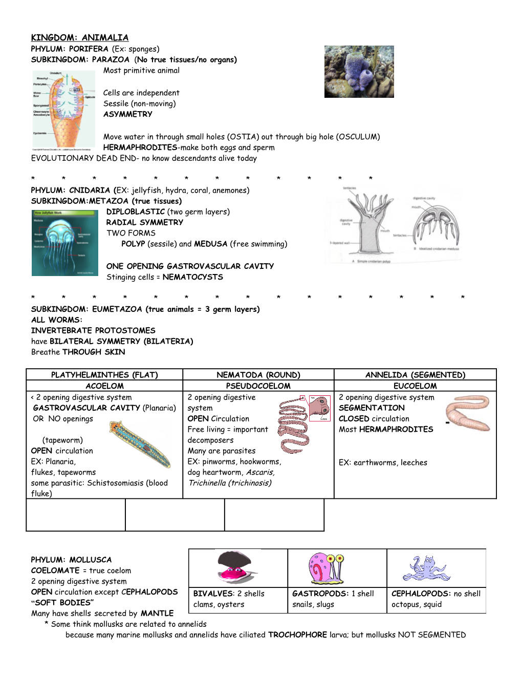 SUBKINGDOM: PARAZOA (No True Tissues/No Organs)