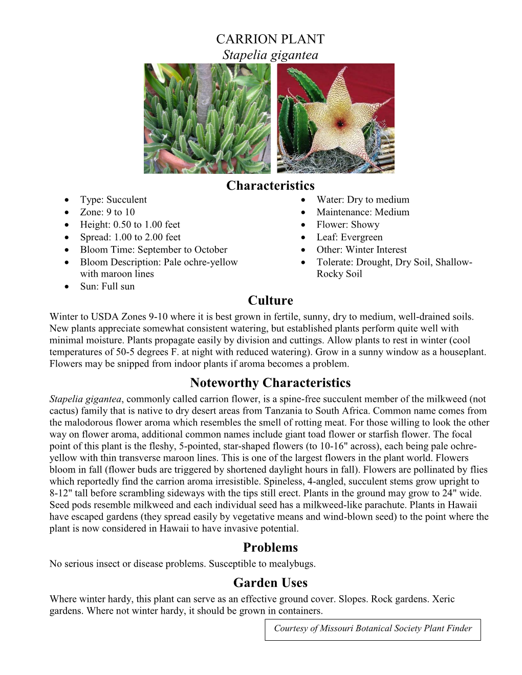 CARRION PLANT Stapelia Gigantea Characteristics