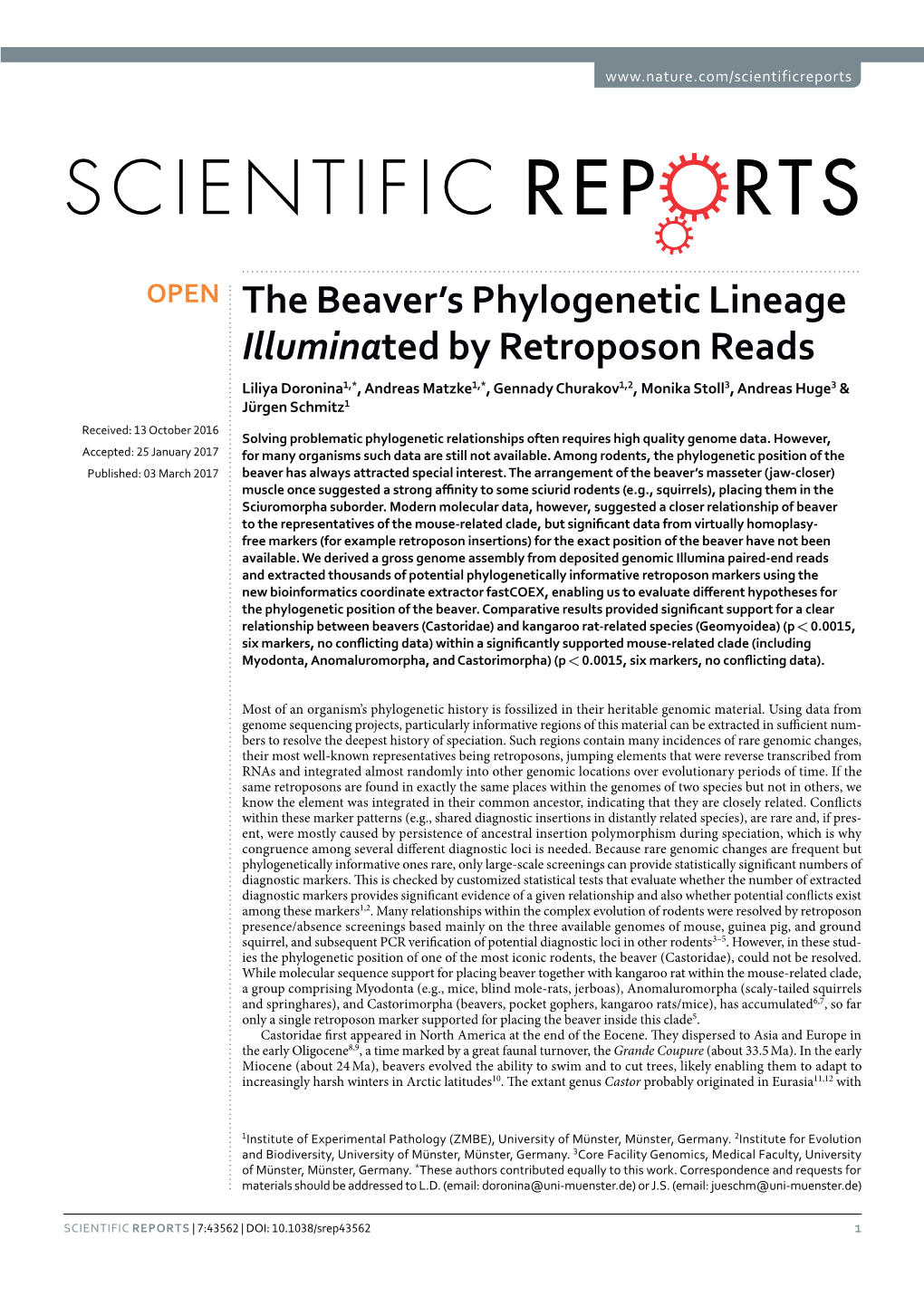 The Beaver's Phylogenetic Lineage Illuminated by Retroposon Reads