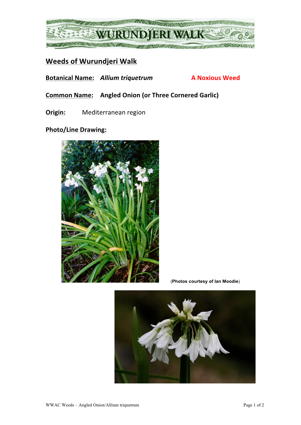 Angled Onion – Allium Triquetrum