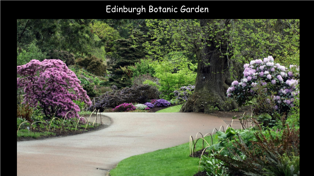 Edinburgh Botanic Garden Shari Meeting an Old Friend in Gunnera
