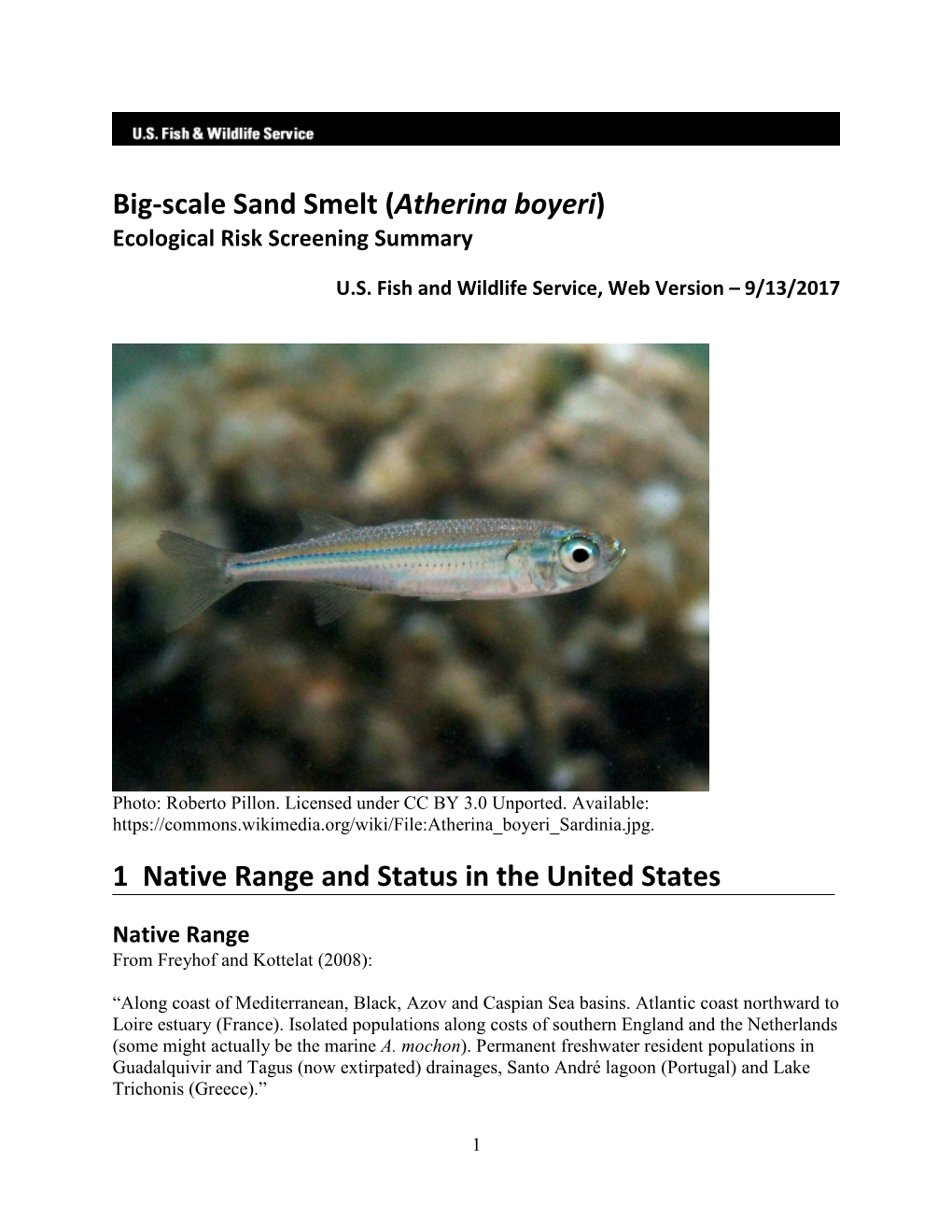 Big-Scale Sand Smelt (Atherina Boyeri) Ecological Risk Screening Summary