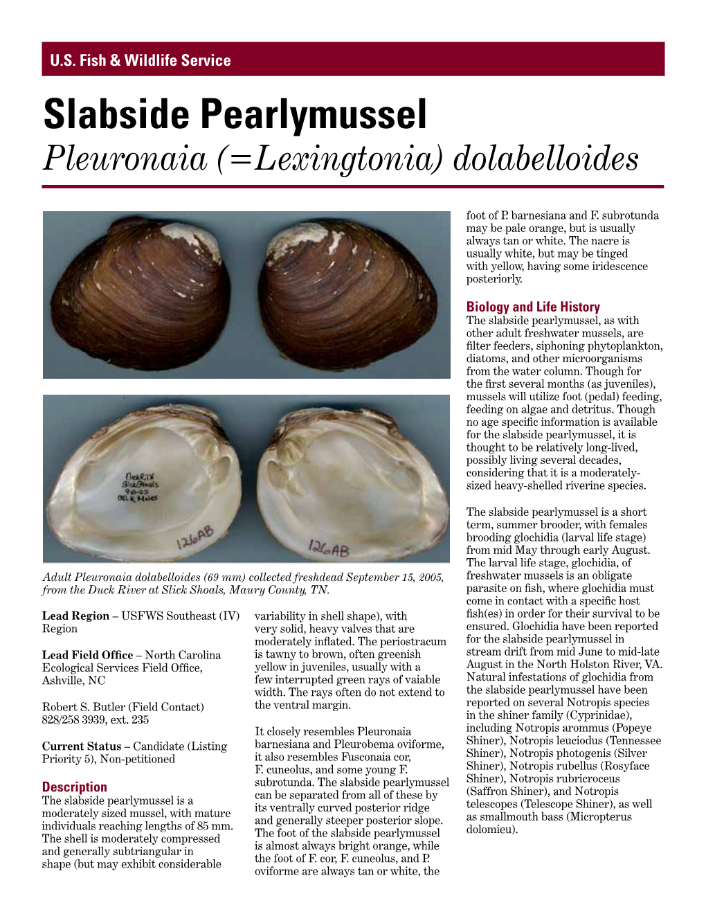 Slabside Pearlymussel Pleuronaia (=Lexingtonia) Dolabelloides