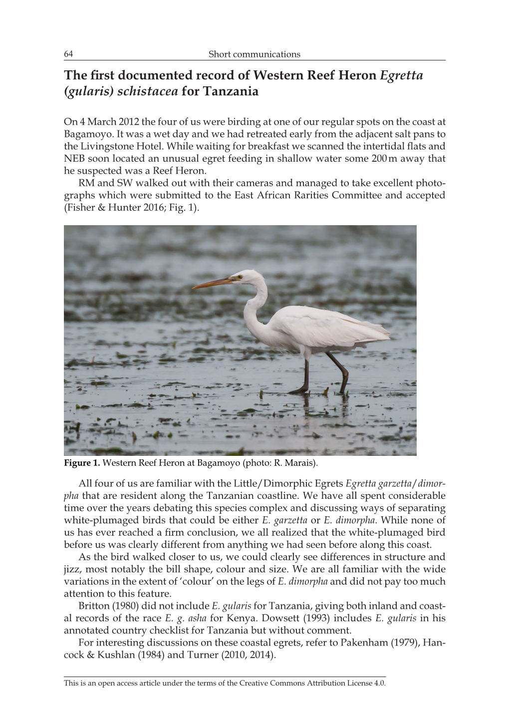 The First Documented Record of Western Reef Heron Egretta (Gularis) Schistacea for Tanzania