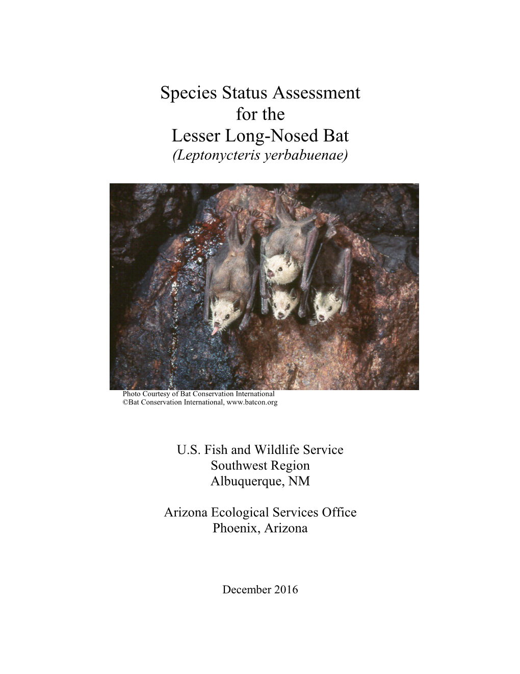 Species Status Assessment for the Lesser Long-Nosed Bat (Leptonycteris Yerbabuenae)