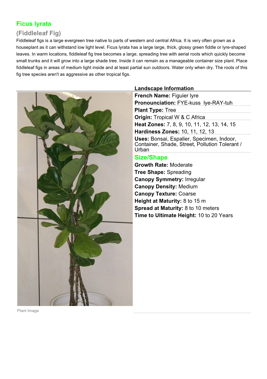 Ficus Lyrata (Fiddleleaf Fig) Fiddleleaf Figs Is a Large Evergreen Tree Native to Parts of Western and Central Africa