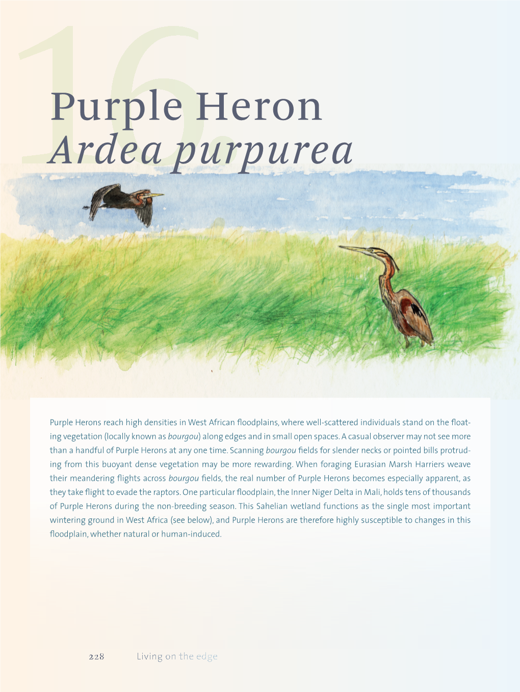 Purple Heron Ardea Purpurea 229