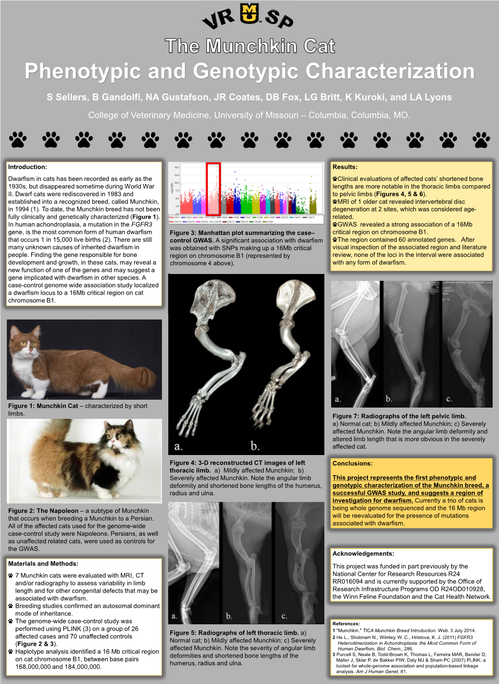 Munchkin, MRI of 1 Older Cat Revealed Intervertebral Disc in 1994 (1)