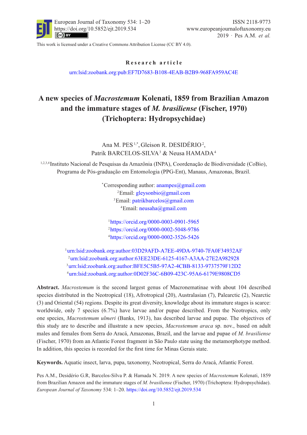 A New Species of Macrostemum Kolenati, 1859 from Brazilian Amazon and the Immature Stages of M