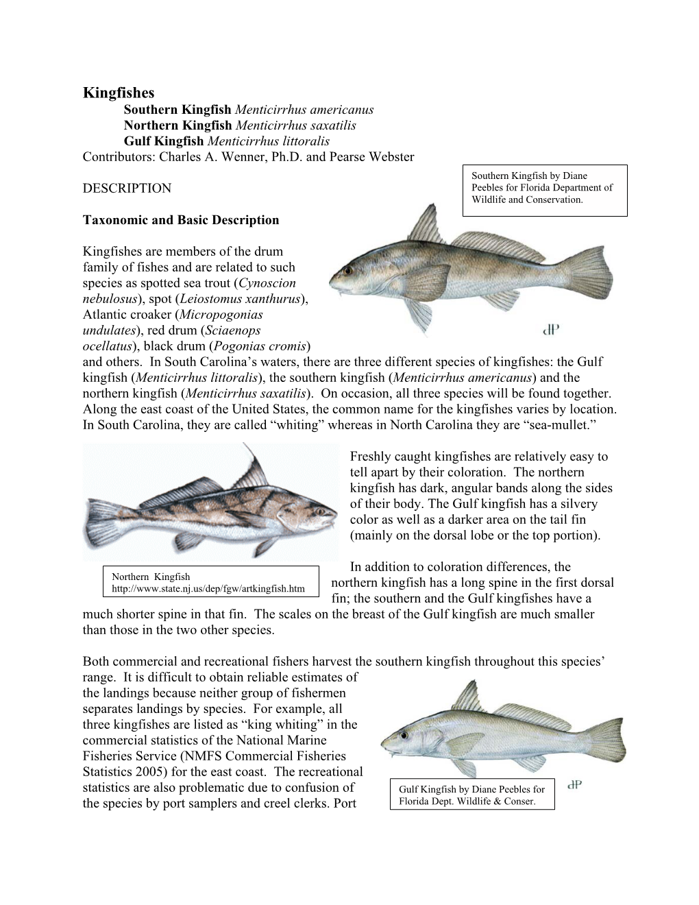 Gulf Kingfish Menticirrhus Littoralis Contributors: Charles A