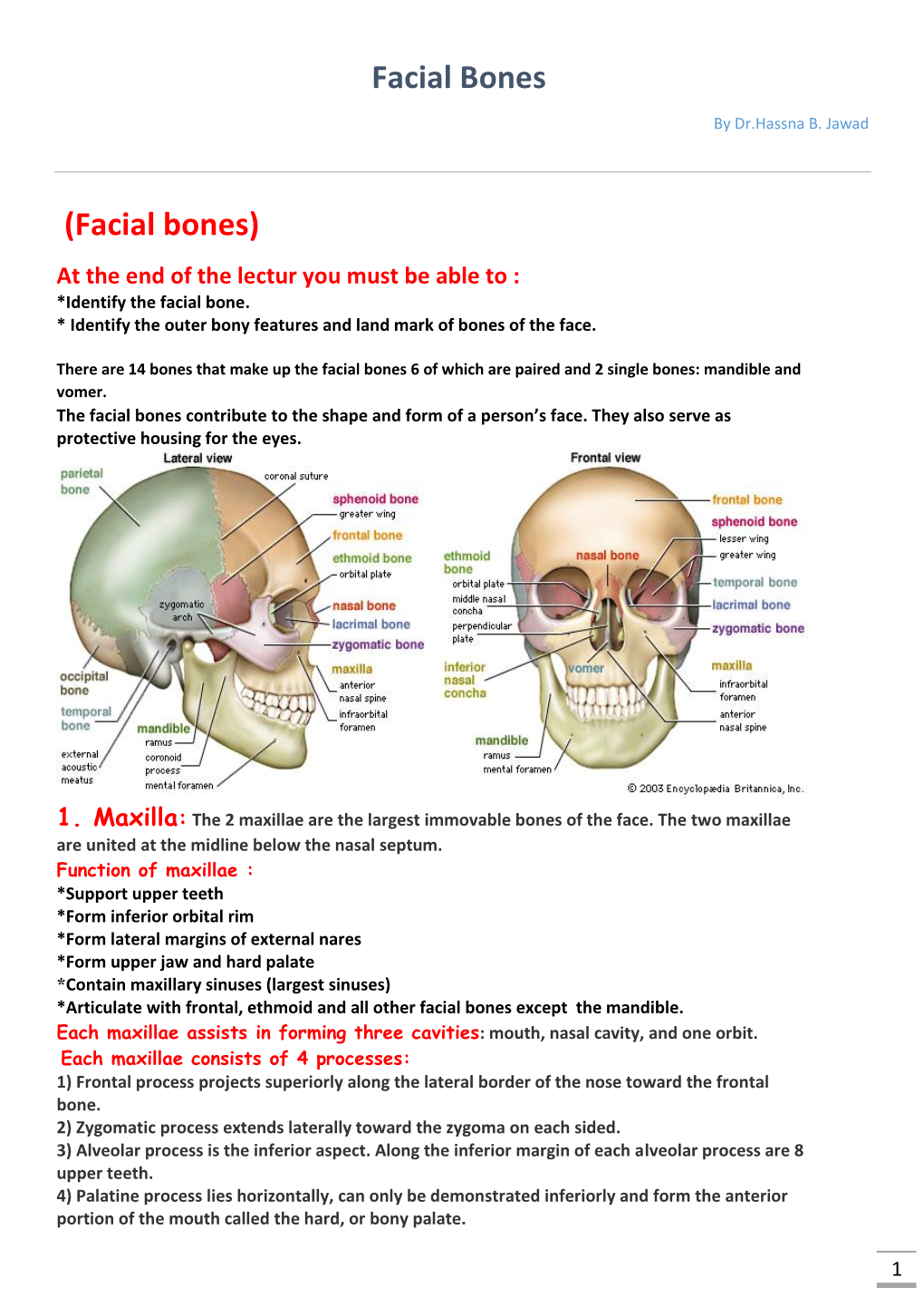 Facial Bones