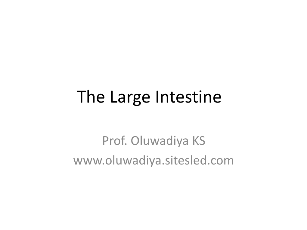 The Large Intestine