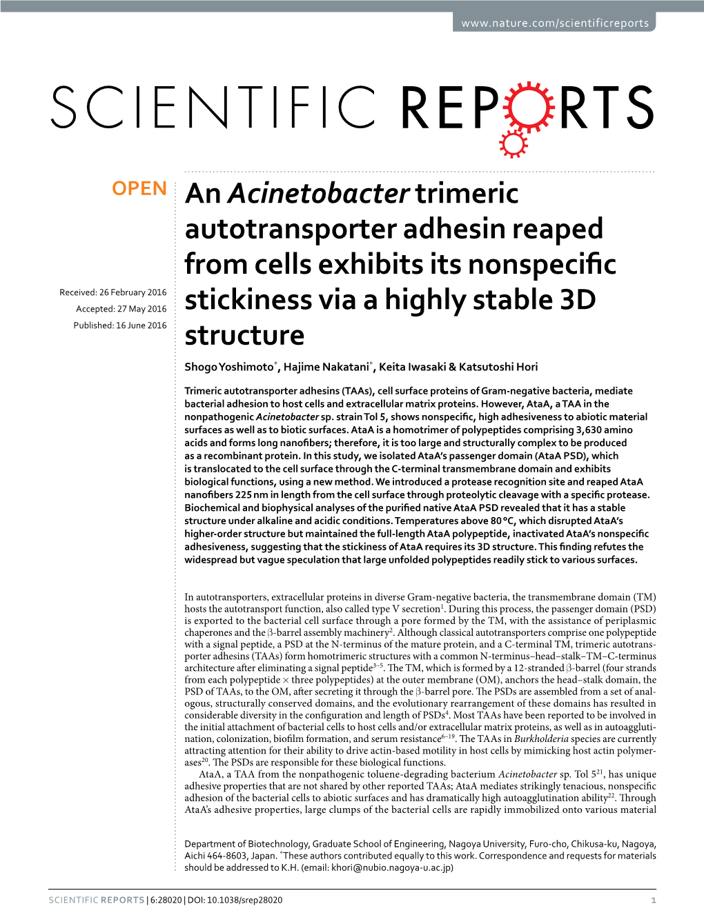 An Acinetobacter Trimeric Autotransporter Adhesin Reaped