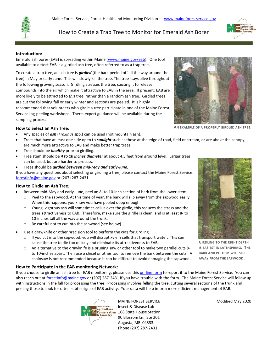 How to Create a Trap Tree to Monitor for Emerald Ash Borer