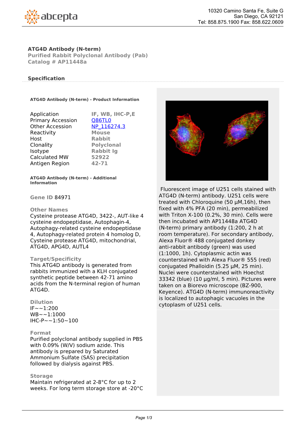 ATG4D Antibody (N-Term) Purified Rabbit Polyclonal Antibody (Pab) Catalog # Ap11448a