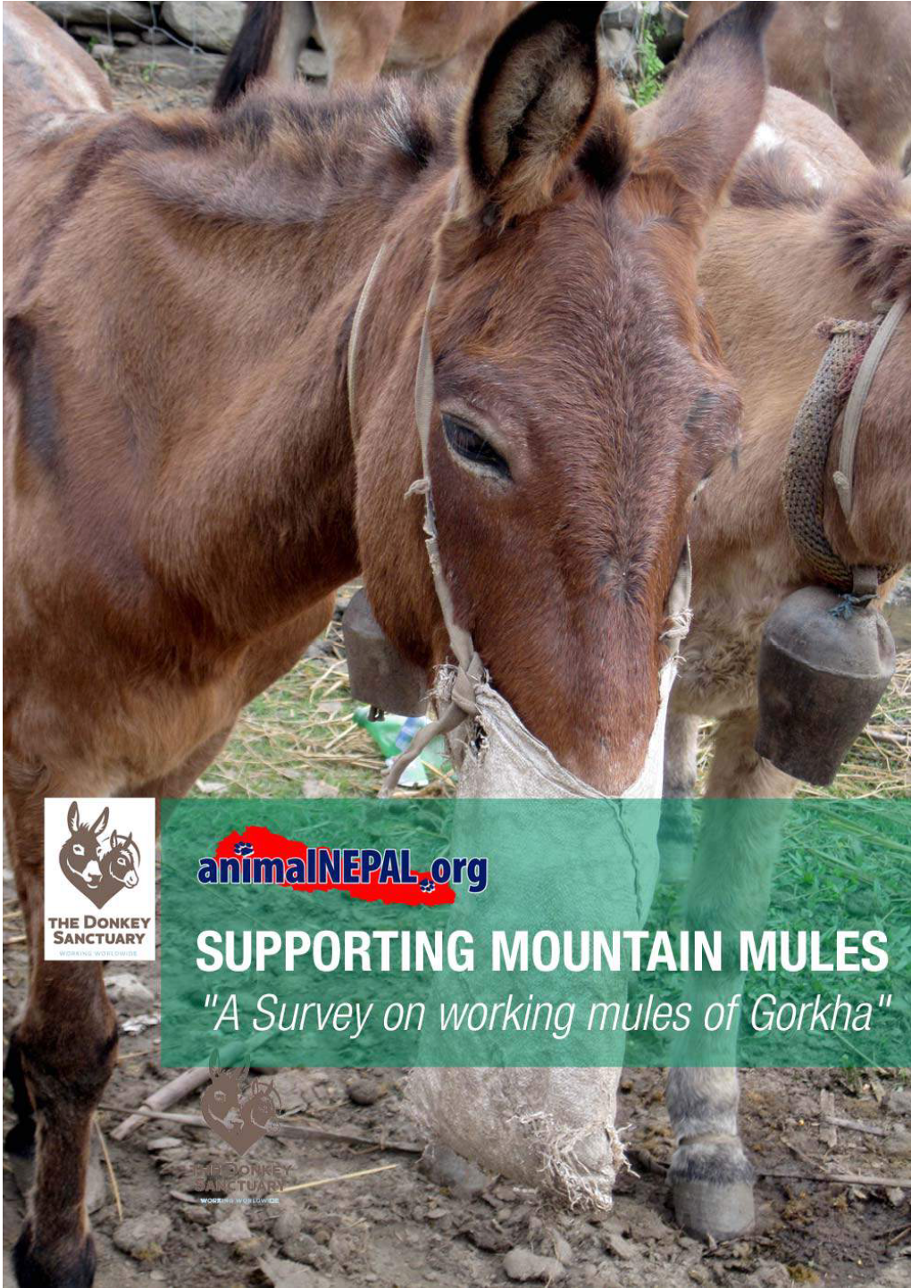 Assessment of Mountain Mules with the Support of the Donkey Sanctuary UK (DSUK)