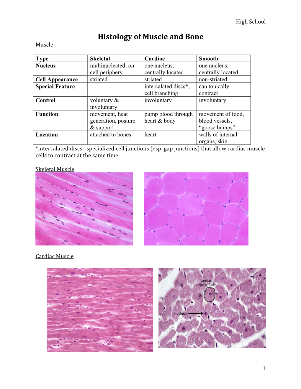 Histology of Muscle and Bone Muscle