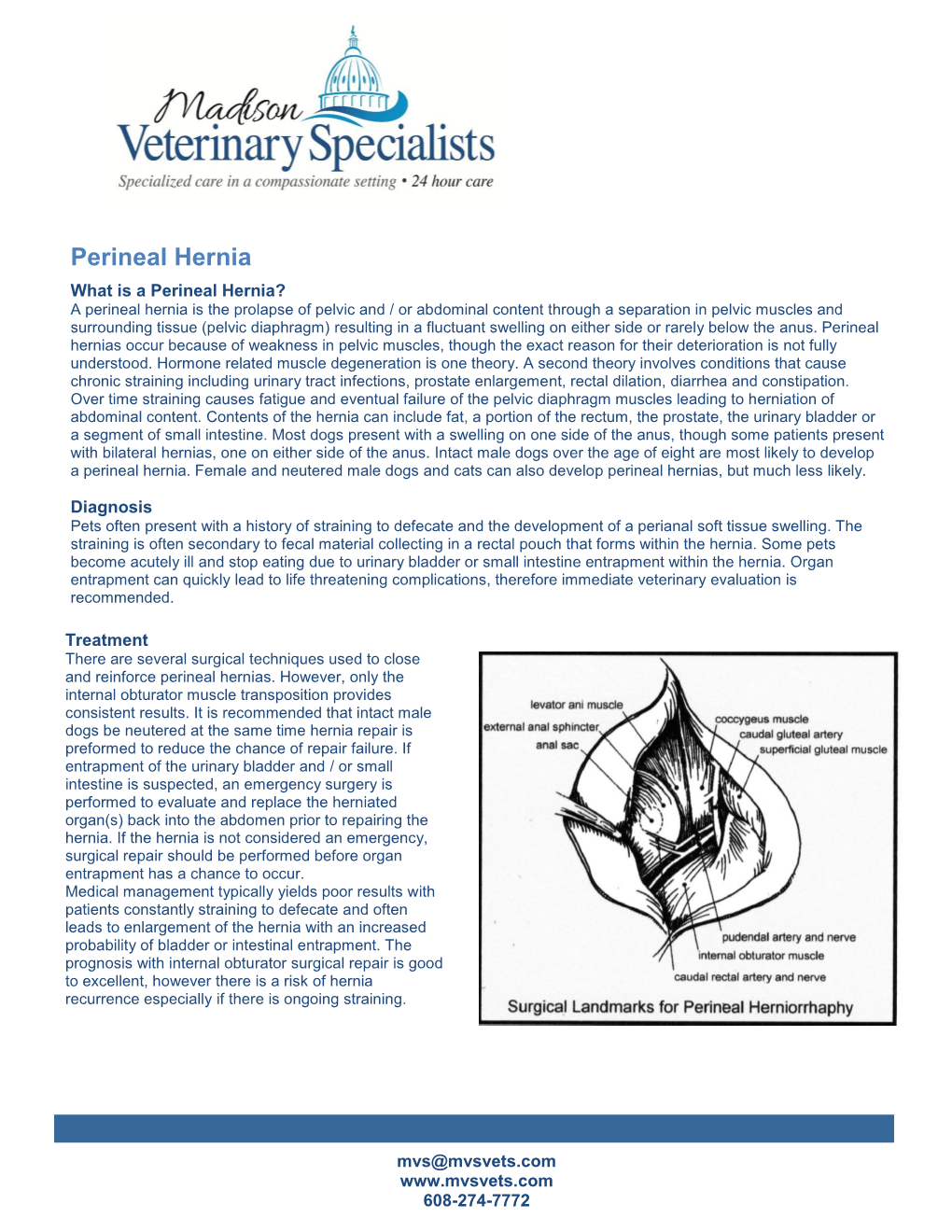 Perineal Hernia