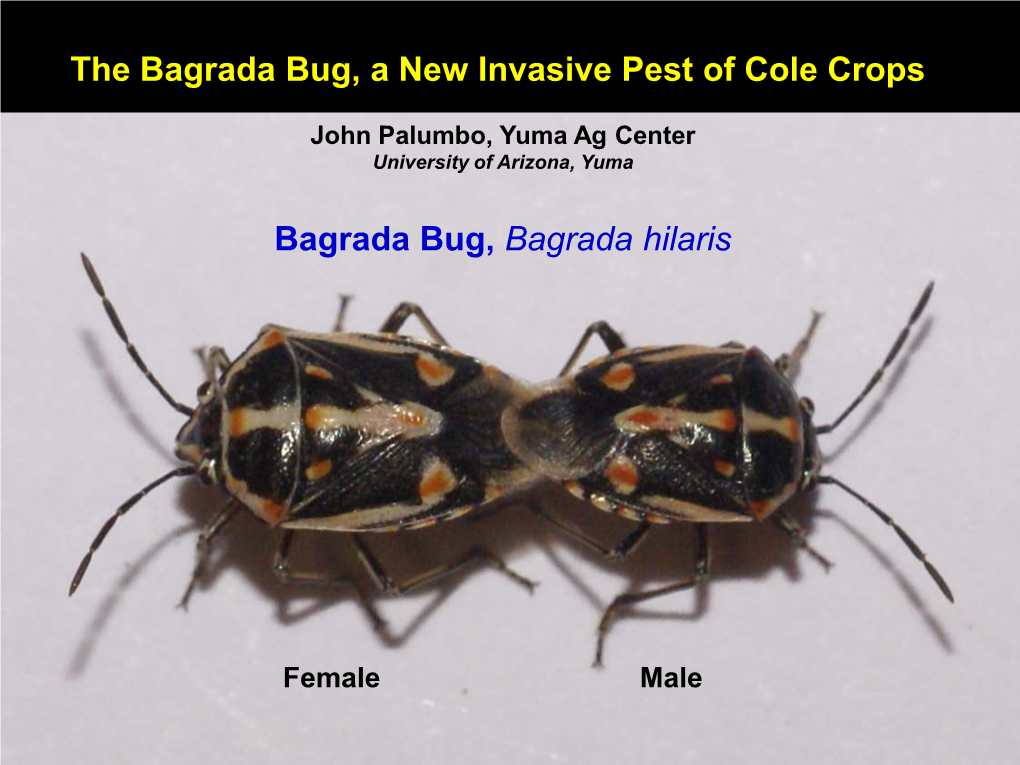 Bagrada Bug, Bagrada Hilaris the Bagrada Bug, a New Invasive Pest