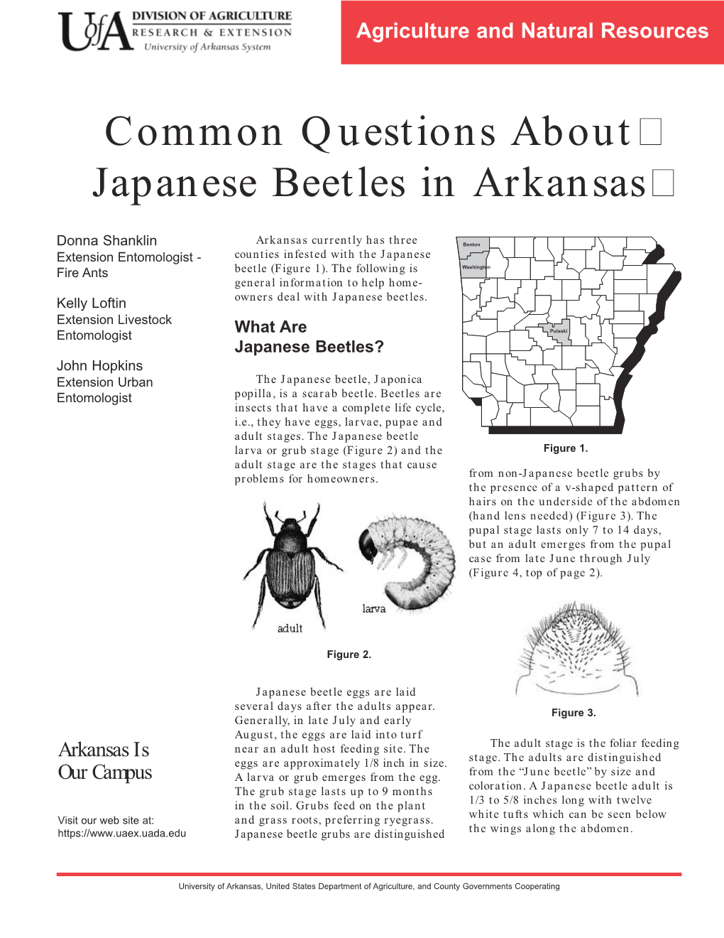 Common Questions About Japanese Beetles in Arkansas (FSA-7062)